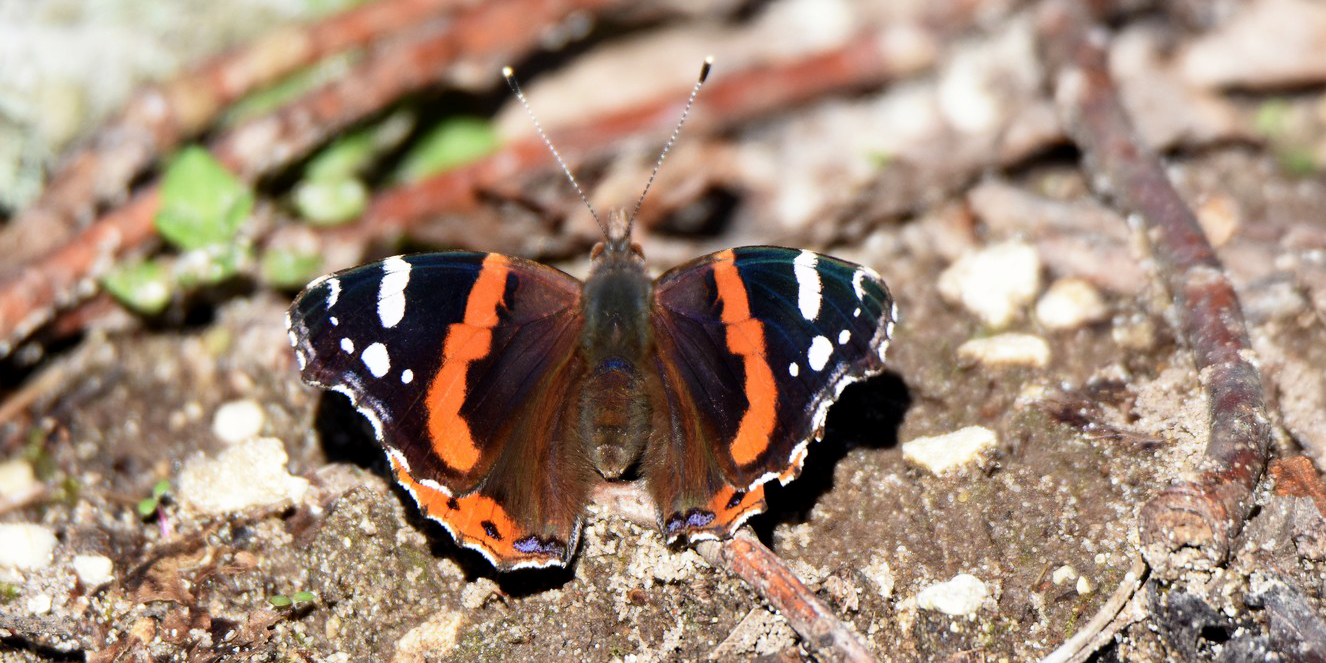 Papillon Vulcain posé au sol les ailes ouvertes